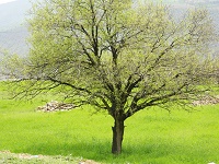 نازنین  جمشیدیان